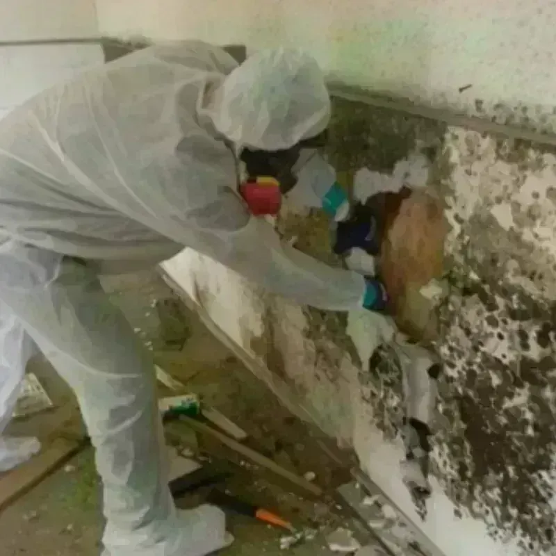 Mold Remediation and Removal in Christopher, IL